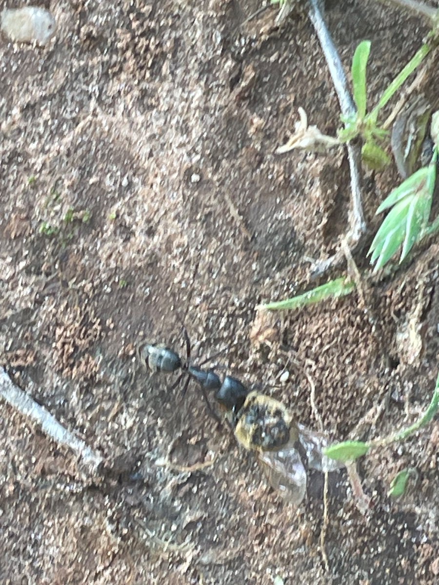 natalea_u's tweet photo. @thetomska @YouTube I bring an ant and lightning in a cloud https://t.co/fEugPe0pKp