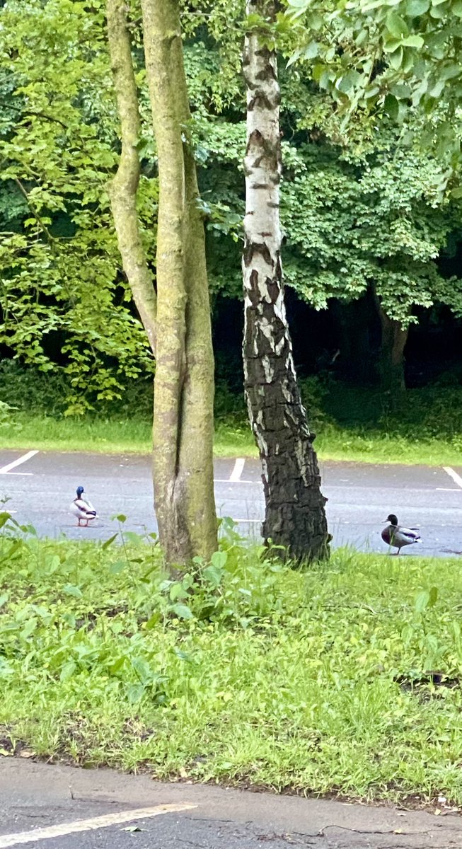 This week <a href="/gogmagog_golf/">The Gog Magog G.C.</a> club we had the prestigious lagonda trophy on the “Old course” whilst still being able to present the “Wandlebury course” to its usual high standards for the memberships general play , hard work by all in <a href="/GogMagogTeam/">Gog Magog Estates Team</a> contributed to this achievement ⛳️