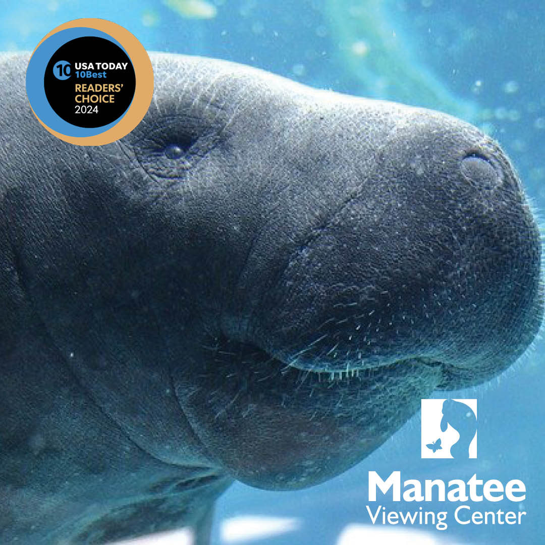 Calling all fan-atees (fans of manatees)! Please cast your vote today and every day through June 17, so our beloved Manatee Viewing Center can be named the Best Free Attraction in the U.S.! Vote for our gentle giant sanctuary at 10best.usatoday.com/awards/travel/…