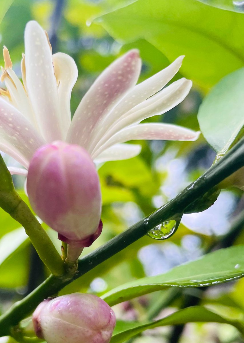 La delicata resistenza dei fiori di limone e tutto il profumo che fa.