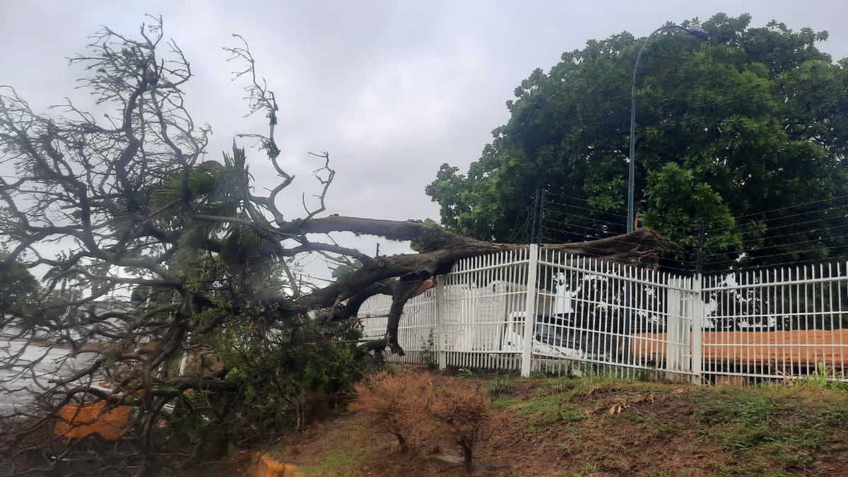 #31May | Un árbol cayó sobre la reja de la ferretería EPA de la Zona Industrial de Los Cortijos, municipio Sucre (Miranda), debido a las lluvias.

📸: @CPabloPalacios
