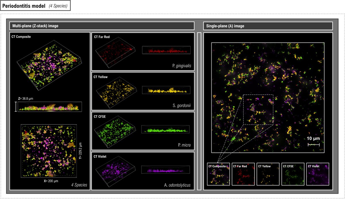 A novel multiplex fluorescent-labeling method for the visualization of mixed-species biofilms in vitro

-in <a href="/JournalSpectrum/">Microbiology Spectrum</a>

journals.asm.org/doi/10.1128/sp…