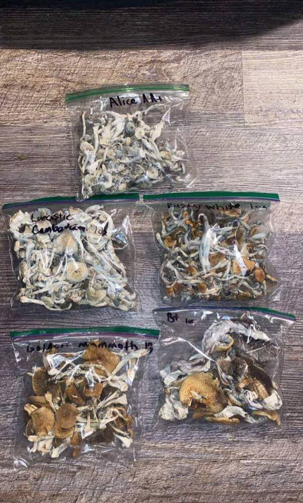 JohnKansas14744's tweet photo. https://t.co/l0ccgP5ZUG

Golden teachers mushroom capsules available in bulk.
✅✅✅
#orlandoweed #orlandoplug #orlandogas #chicagoplug #chicagoweed #chicagogas #austinweed #portlandweed#portlandplug https://t.co/U0K7lw7va7