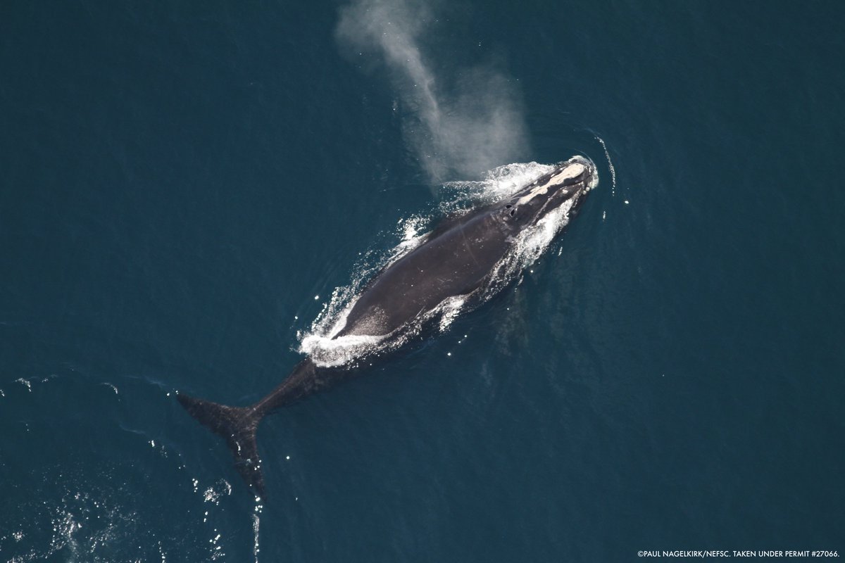 THIS WEEK: Aerial surveys of the #HudsonCanyon area in the #NewYorkBight by <a href="/NOAA/">NOAA</a> remarkably spotted roughly 10% (35 individuals) of the world’s Critically Endangered North Atlantic right whale population.

Also surveyed were fin whales (8) and, not often seen, sei whales (31).