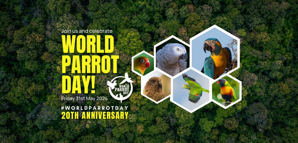 Global Center for Species Survival (@protectspecies) on Twitter photo On this #WorldParrotDay, we join the global parrot conservation and care community to celebrate parrots' incredible beauty, diversity, intelligence and ecological importance. <a href="/ParrotTrust/">World Parrot Trust</a> 1/ On this #WorldParrotDay, we join the global parrot conservation and care community to celebrate parrots' incredible beauty, diversity, intelligence and ecological importance. <a href="/ParrotTrust/">World Parrot Trust</a> 1/