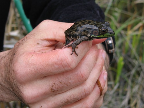 Are you interested in biology and love working with 🐸 amphibians? You can become a paid @SIP_Internships intern through @ConservLegacy at Great Lakes Inventory and Monitoring Network! 📸 NPS Apply by June 16 ➡️ conservation-legacy.breezy.hr/p/d050267fc78c… #NPSYouth #ScientistsinParks