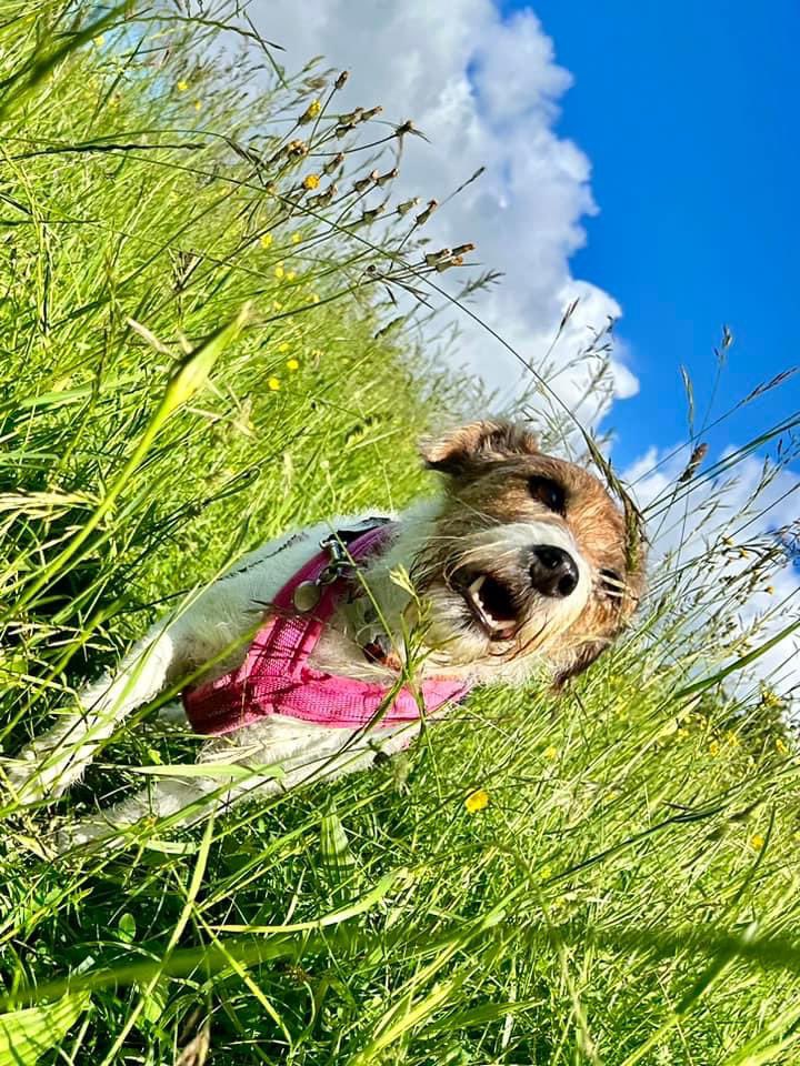 Had great fun with Vicki an de gang walkin through de buttercups! ☺️☺️☺️