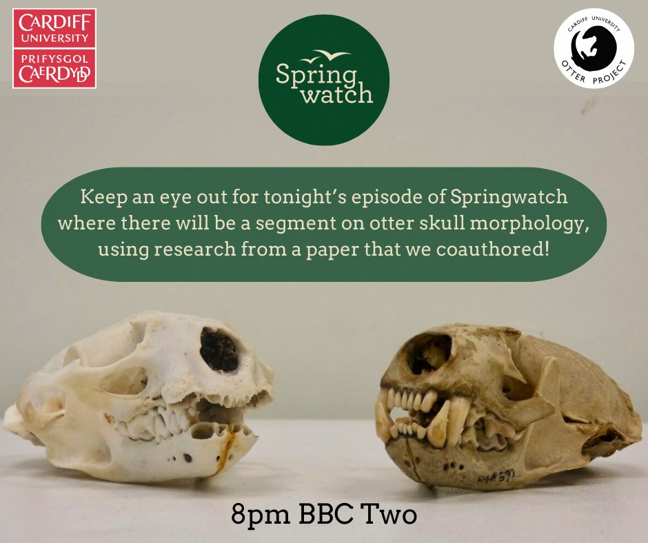 Tune in to BBC Two at 8pm tonight to hear about how otter skull morphology has adapted in response to feeding ecology, based on our publication which can be found here: 
doi.org/10.1371/journa…

#spring #wales #anatomy #lutralutra #otter #ecology #EurasianOtter #springwatch