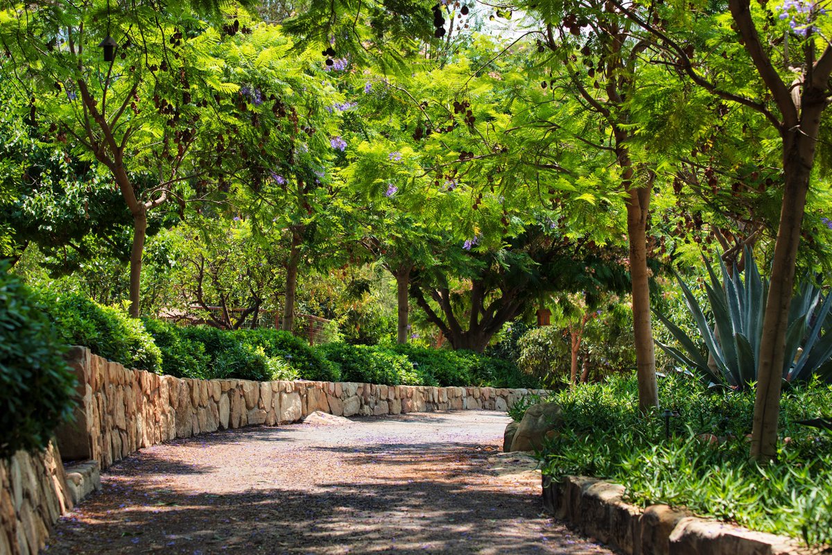 Admiring the scenic allure of this gorgeous driveway planting, enhanced by expertly crafted rockwork. Project Name: “Old Ojai.” #landscapedesign by #paulhendershotdesign paulhendershotdesign.com & in collaboration with Sonny Ward @jsa.la. PC: houzz.com/pro/aliciacatt… #HomeSweetHome