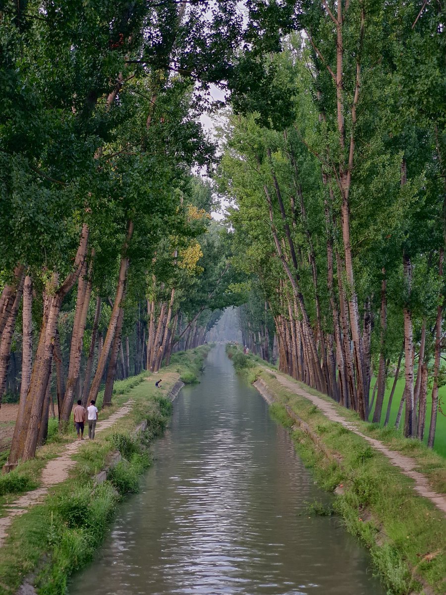 Green Tunnel Nehama Pulwama 🩷