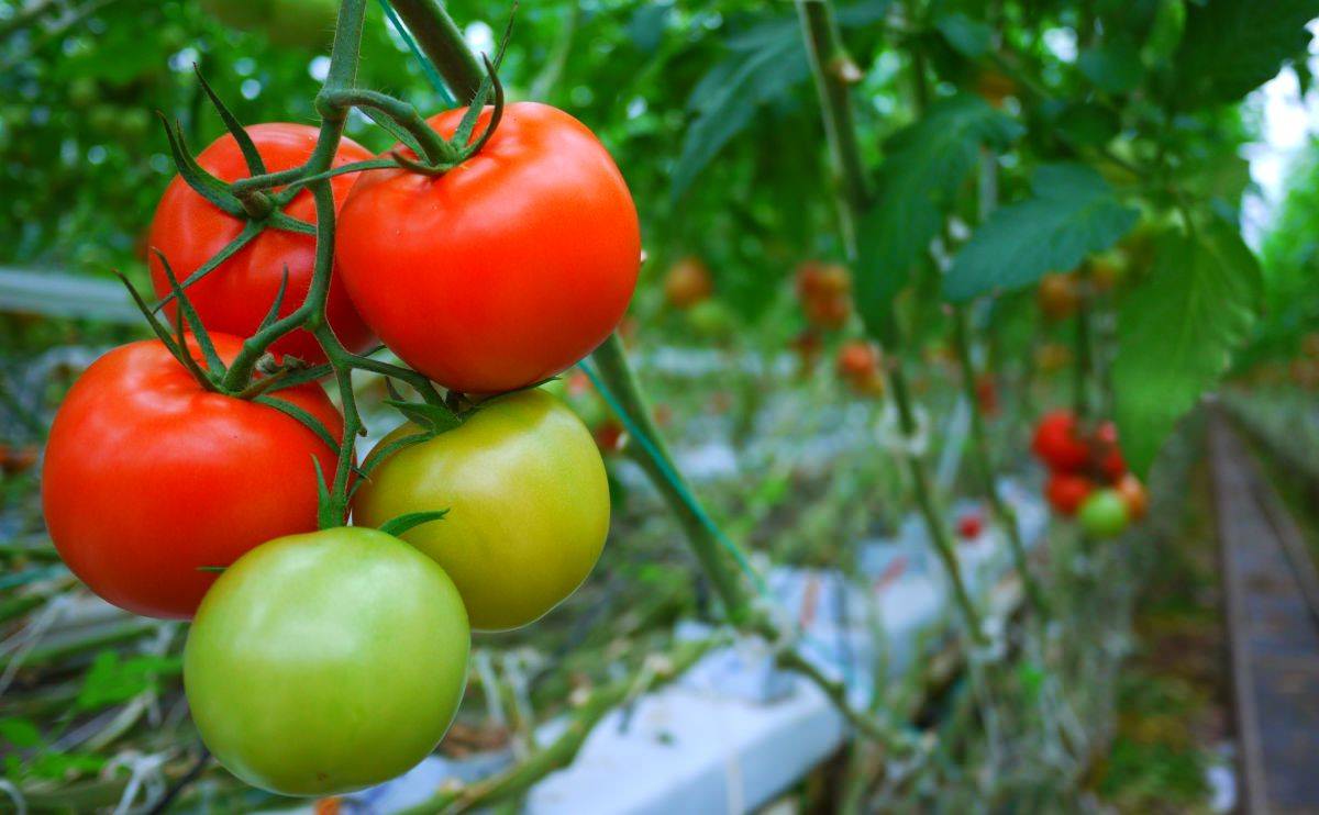 Modern tomatoes are: • industrially farmed • genetically modified • sprayed with neurotoxic chemicals • ripened with industrial ethylene People with asthma, ulcers, hypertension, allergies, and cancers should avoid eating these tomatoes CHANGE or PERISH #FoodFriday