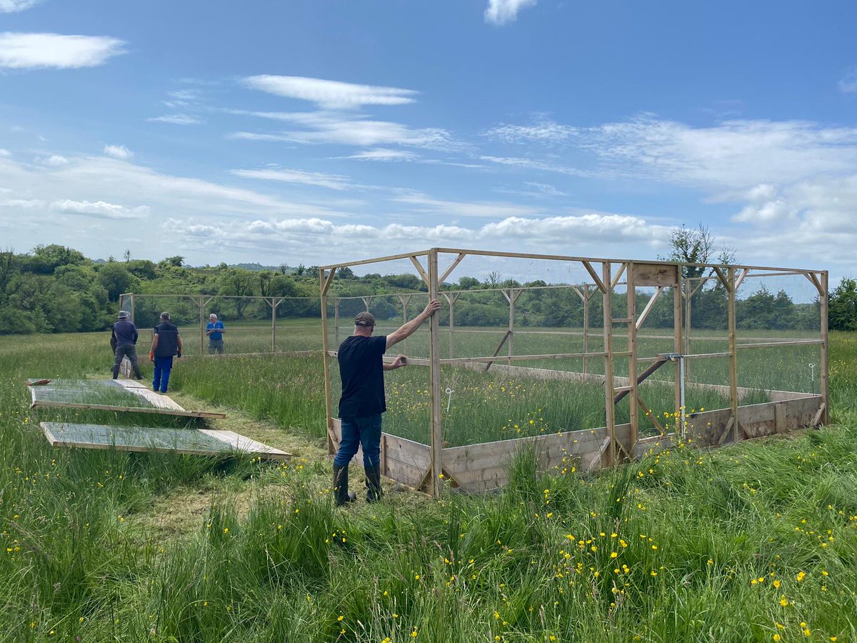 Breeding Waders EIP Project (@breedingwaders) on Twitter photo Check out the Curlew Release pen that went up in Leitrim last week!! #BreedingWadersEIP <a href="/agriculture_ie/">Dept of Agriculture, Food and the Marine</a> <a href="/DeptHousingIRL/">Department of Housing, Local Government & Heritage</a> <a href="/NPWSIreland/">National Parks and Wildlife Service</a> <a href="/EIPAGRI_SP/">EIP-AGRI Support Facility</a> <a href="/irishrurallink/">Irish Rural Link</a> <a href="/fotawildlife/">Fota Wildlife Park</a> <a href="/HenHarrierProj/">Hen Harrier Project</a> <a href="/ucddublin/">University College Dublin</a> <a href="/atu_ie/">Atlantic Technological University</a> <a href="/DublinZoo/">Dublin Zoo</a> <a href="/capnetworkire/">CAP Network Ireland</a> Check out the Curlew Release pen that went up in Leitrim last week!! #BreedingWadersEIP <a href="/agriculture_ie/">Dept of Agriculture, Food and the Marine</a> <a href="/DeptHousingIRL/">Department of Housing, Local Government & Heritage</a> <a href="/NPWSIreland/">National Parks and Wildlife Service</a> <a href="/EIPAGRI_SP/">EIP-AGRI Support Facility</a> <a href="/irishrurallink/">Irish Rural Link</a> <a href="/fotawildlife/">Fota Wildlife Park</a> <a href="/HenHarrierProj/">Hen Harrier Project</a> <a href="/ucddublin/">University College Dublin</a> <a href="/atu_ie/">Atlantic Technological University</a> <a href="/DublinZoo/">Dublin Zoo</a> <a href="/capnetworkire/">CAP Network Ireland</a>
