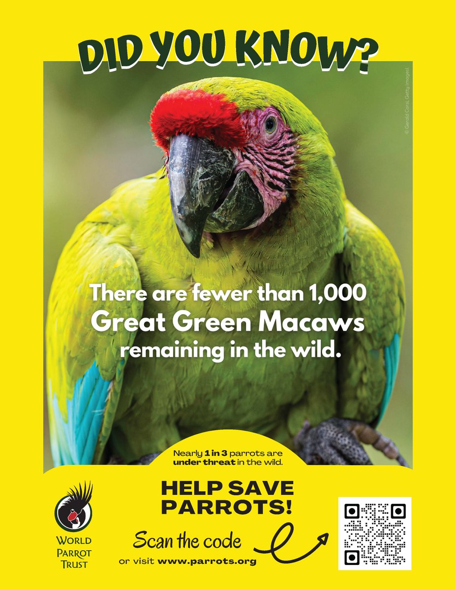 Global Center for Species Survival (@protectspecies) on Twitter photo The <a href="/IndianapolisZoo/">Indianapolis Zoo</a> has supported parrot conservation since 2015, working with partners like <a href="/MacawNetwork/">MacawRecoveryNetwork</a> and <a href="/ParrotTrust/">World Parrot Trust</a> to protect great green macaws and blue-throated macaws respectively in Central and South America. 3/ The <a href="/IndianapolisZoo/">Indianapolis Zoo</a> has supported parrot conservation since 2015, working with partners like <a href="/MacawNetwork/">MacawRecoveryNetwork</a> and <a href="/ParrotTrust/">World Parrot Trust</a> to protect great green macaws and blue-throated macaws respectively in Central and South America. 3/