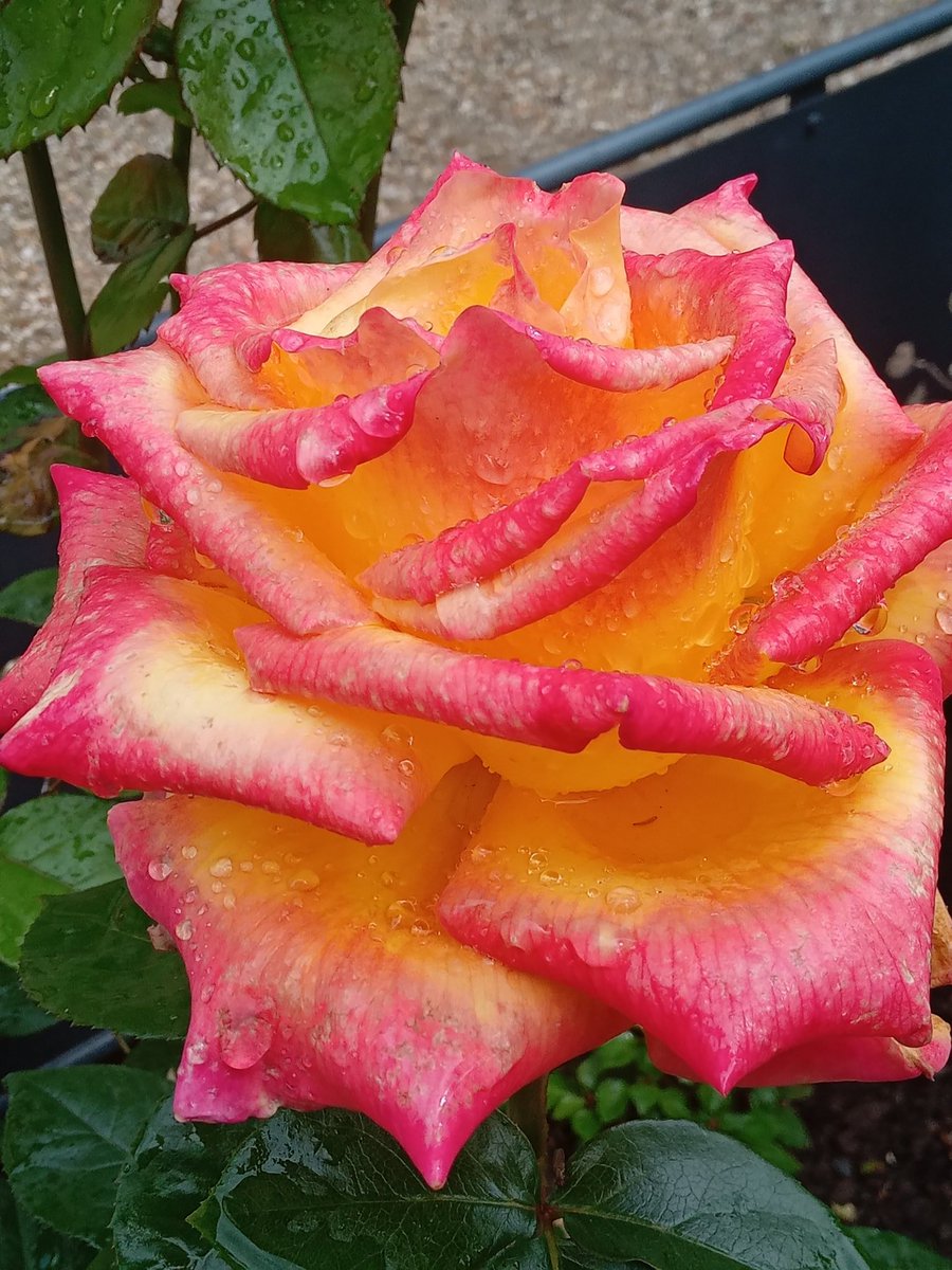 Des perles de pluie sur les roses... A vous toutes et à vous tous, belle fin de journée et douce soirée. A demain !😘🌠