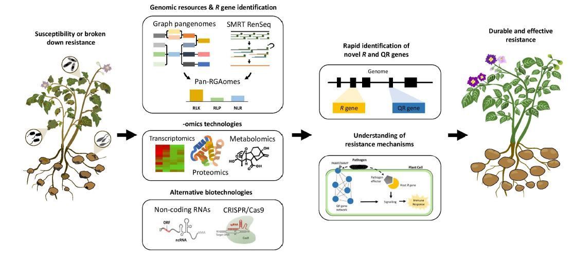 UPDATE: Recent advances in the improvement of genetic resistance against disease in vegetable crops (William J W Thomas, Junrey C Amas, Aria Dolatabadian, Shuanglong Huang, Fangning Zhang, et. al.) buff.ly/3yD13Qx @WillJWThomas @BatleyLab @ASPB #PlantSci