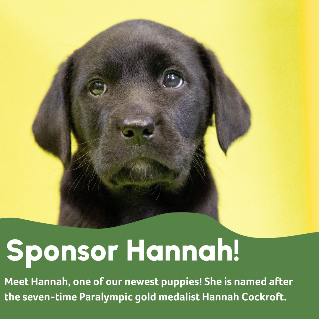 Meet Hannah!

Our newest puppy is named after the incredible, seven-time Paralympic Champion <a href="/HanCockroft/">Hannah Cockroft OBE PLY DL</a>

You can Sponsor Hannah here: loom.ly/uUSasx4