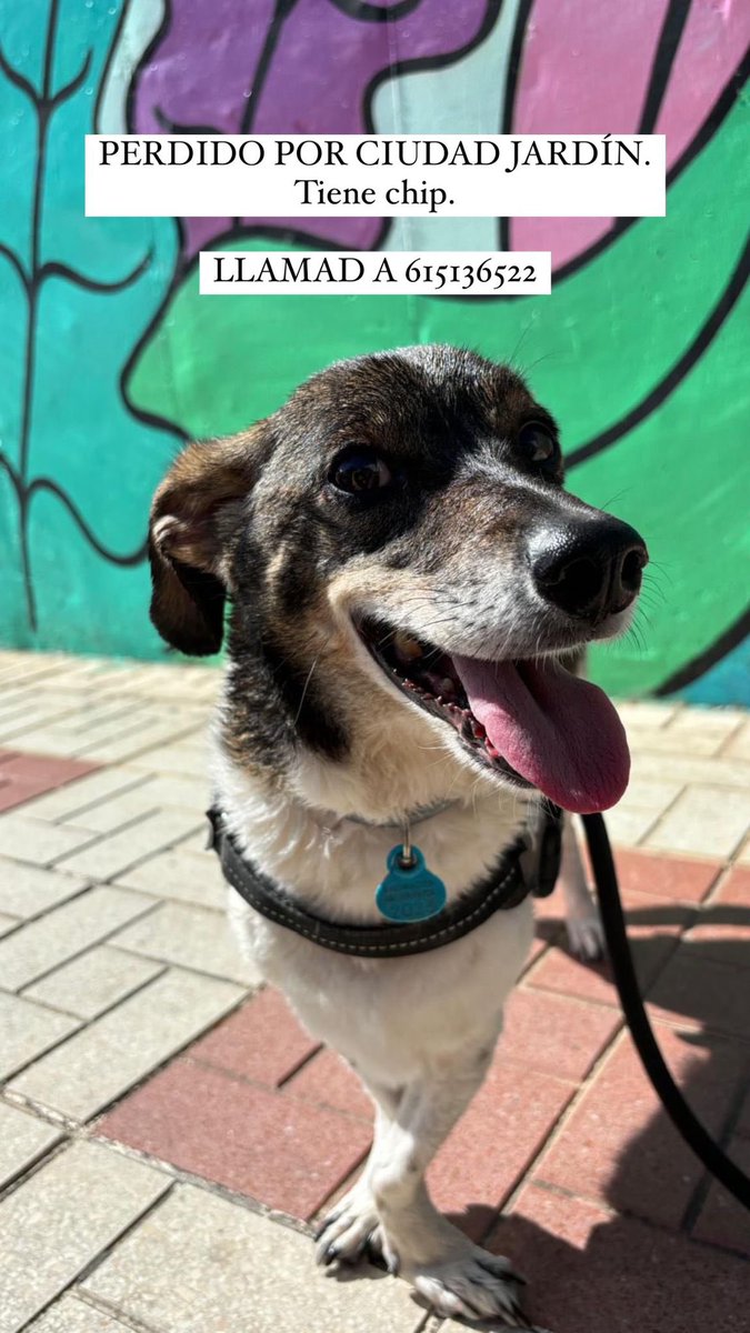 protemalaga's tweet photo. PERRO PERDIDO‼️

📍Ciudad Jardín. https://t.co/44nP4Hxcwk