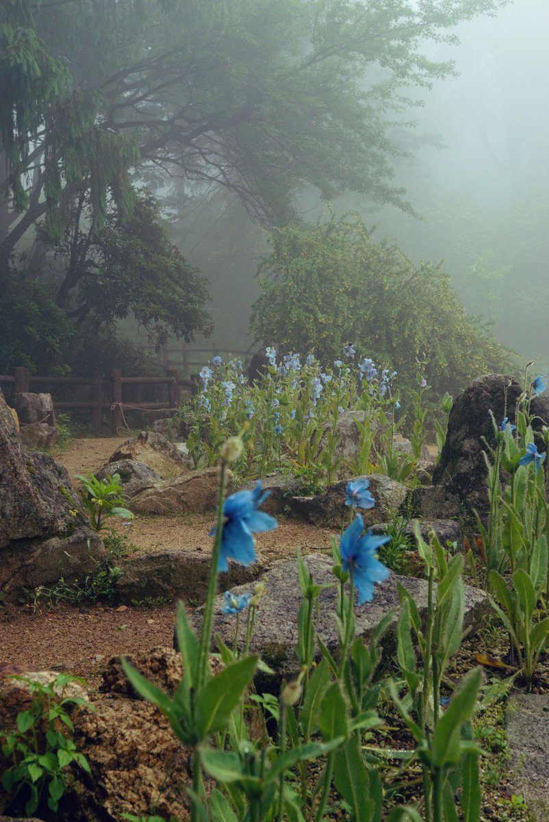 昔に六甲高山植物園で撮った写真出てきた。今年のメコノプシスはどんな感じなんだろう、また見に行ってみよ。