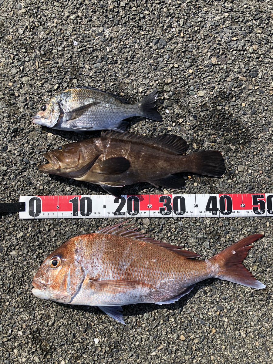 Fishing_RC's tweet photo. そう言えばクエ釣った https://t.co/HQXiSN0i2E