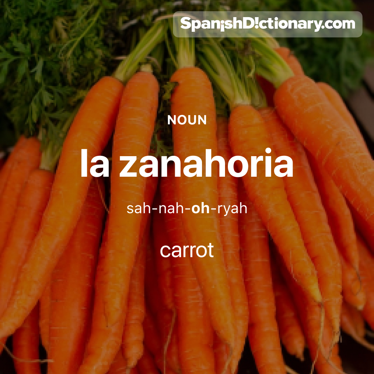 Today's #WordOfTheDay is 'zanahoria.' 🥕🥕 For example: ¡Comer zanahorias es bueno para tu sistema inmune! - Eating carrots is good for your immune system!
.
.
.
#EstudiaEspañol #StudySpanish #AprendeEspañol #LearnSpanish #Español #Spanish #LearningSpanish #PalabraDelDia