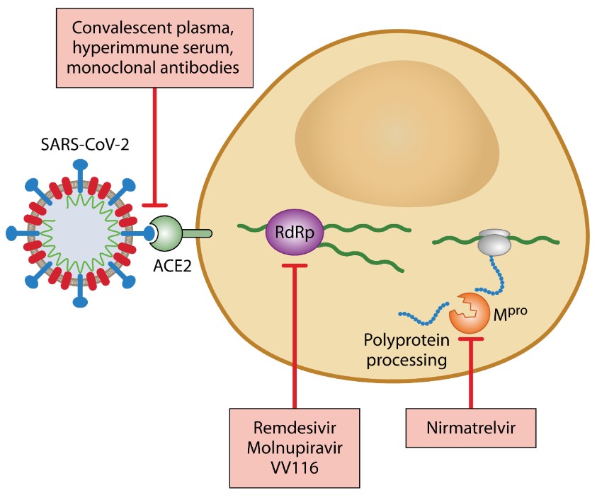 The efficacy of treatments for COVID-19 is often controversial or compromised by viral evolution. This #ClinMicroRev article reviews antiviral activity, mechanism of action, pharmacokinetics, & safety of COVID-19 antiviral therapies. asm.social/1Tz