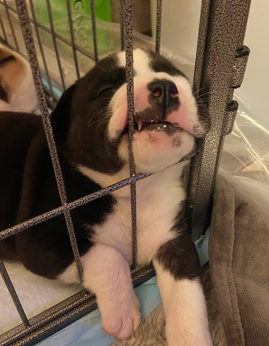 'Dogs have teeth in all countries.'~ Dutch Proverb PAWlease supPAWt our mission to help with the many #tinybutmighty like this 2022 sweetie. ItsieBitsieRescue.org #savinglives #puppies #fosters2022 #ittakesavillage #proverbs #donationswelcomed #gratitude