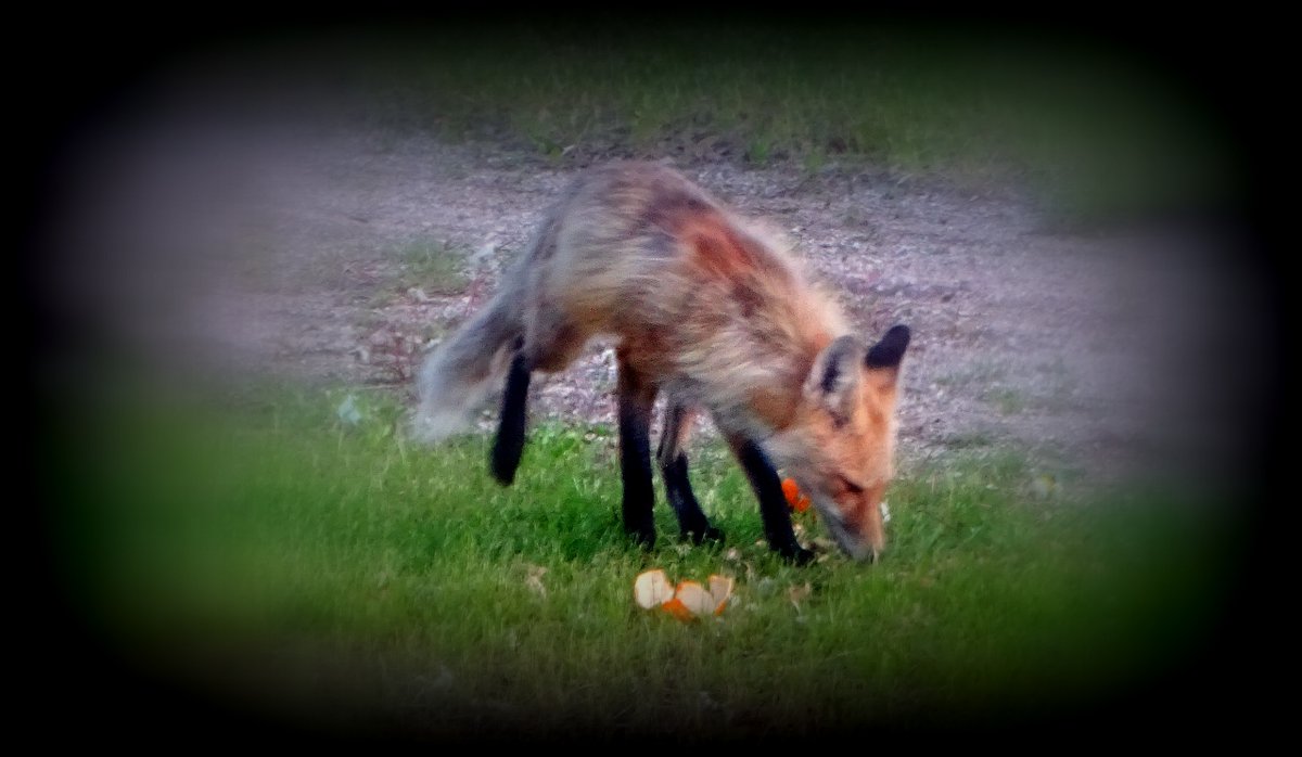 'The Midnight Raider - I Came for the Orange Peels' - a Red Fox Cleaning up Orange Peels in the Midnight Hour in La Coulee, Manitoba #May2024 #redfox #wildlifephotography #nightphotography #LaCoulee #DawsonTrail #SteAnneRM #Manitoba #orangepeels