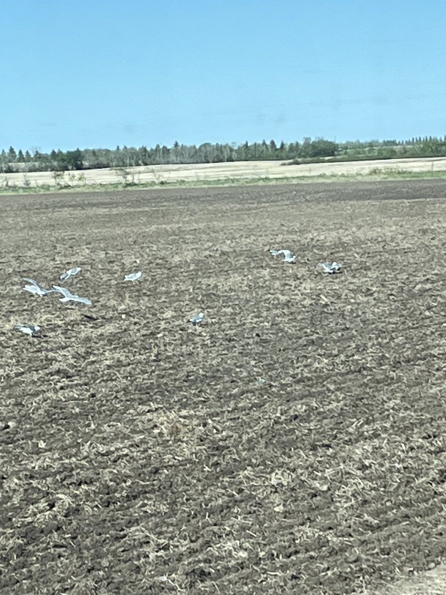 Over the past usually when we have lots of seagulls we have a good crop