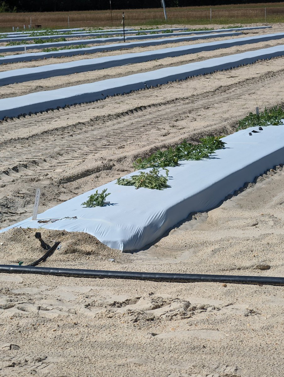 NC State Veggie Pathology (@quesadalabncsu) on Twitter photo Look at <a href="/HCollinsNCSU/">Hunter Collins</a> pretty Watermelon Fusarium wilt trial! I was worried the recent heat would not let the pathogen infect our fungicide efficacy trial, but FON didn’t disappoint, check those wilts 👀 🍉 <a href="/NC_PSI/">N.C. Plant Sciences Initiative</a> <a href="/NCExtension/">NC State Extension</a> <a href="/NCSU_DEPP/">NCSU Entomology & Plant Pathology</a> <a href="/Cuccap_website/">Cucurbit Coordinated Agricultural Project</a> <a href="/WatermelonBoard/">Watermelon Board</a> Look at <a href="/HCollinsNCSU/">Hunter Collins</a> pretty Watermelon Fusarium wilt trial! I was worried the recent heat would not let the pathogen infect our fungicide efficacy trial, but FON didn’t disappoint, check those wilts 👀 🍉 <a href="/NC_PSI/">N.C. Plant Sciences Initiative</a> <a href="/NCExtension/">NC State Extension</a> <a href="/NCSU_DEPP/">NCSU Entomology & Plant Pathology</a> <a href="/Cuccap_website/">Cucurbit Coordinated Agricultural Project</a> <a href="/WatermelonBoard/">Watermelon Board</a>