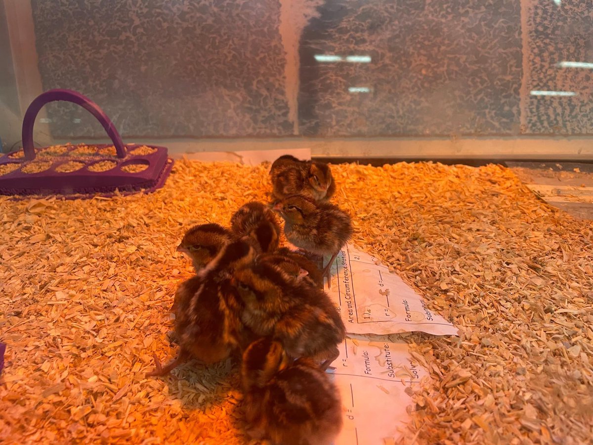 Sachem Schools tweet media