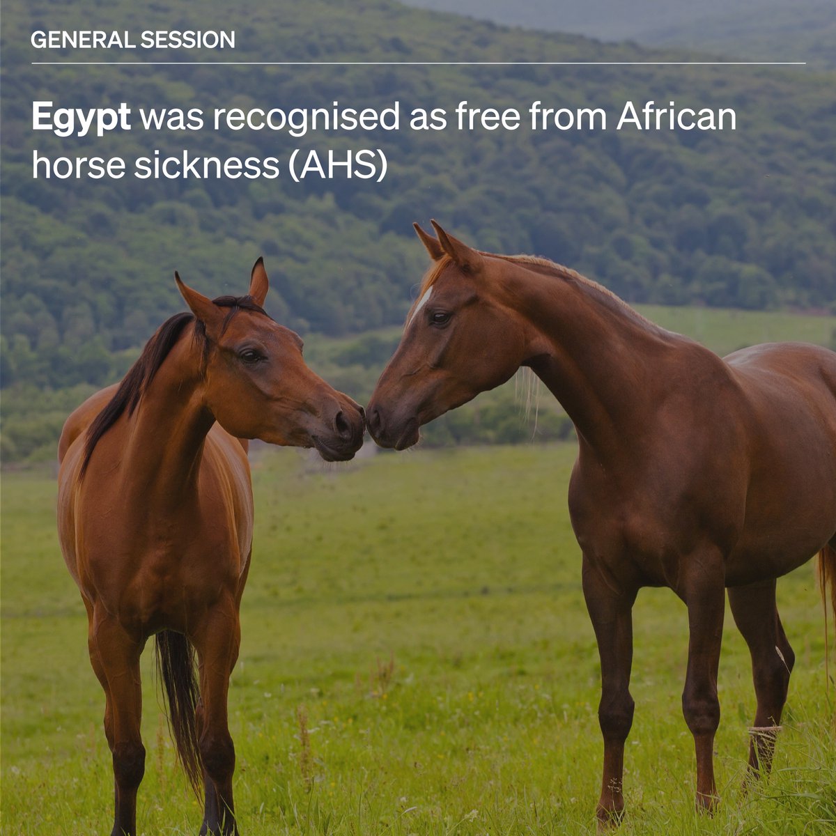 WOAH's tweet photo. Updates from #WOAHGS: Five countries just achieved official recognition of their animal health status! 

To top that off, 385 already officially recognised animal health statuses and endorsed control programmes were successfully able to maintain their existing statuses.