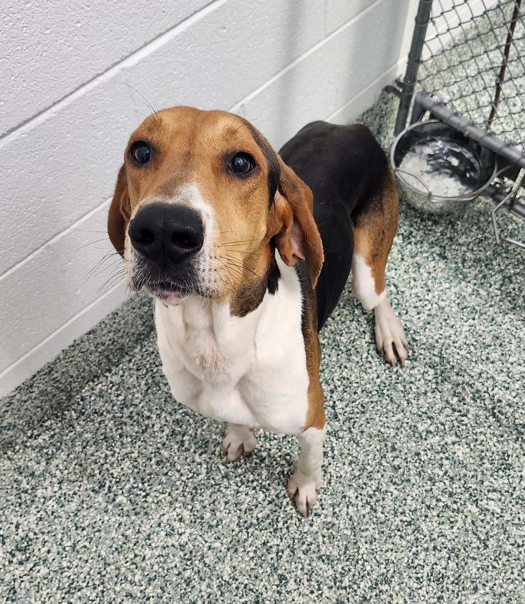 Hi @LolaPatolla, I know youre really busy, could you please REPOST for Banjo!

HIS LAST DAY IS 6/4/24

Banjo a 1 yr old hound mix found as a stray in the 28083 area. No Owner has come for him and he is now looking for his forever home. 

Please call this shelter, 704-216-7768

ID