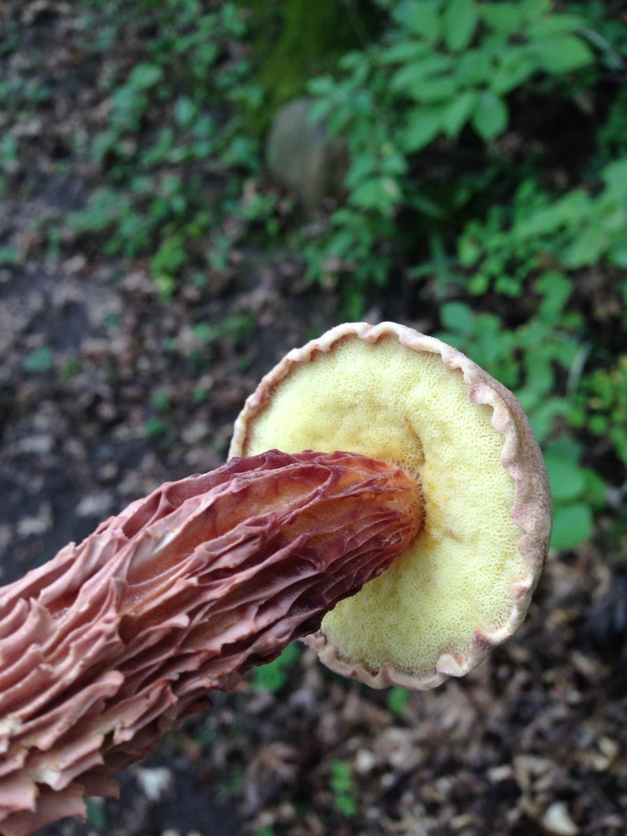 Frost’s bolete. One of my favorite shots, taken a few years ago.

In Mexico, it is “panza agria,” which translates to 'sour belly.”

#FungiFriday