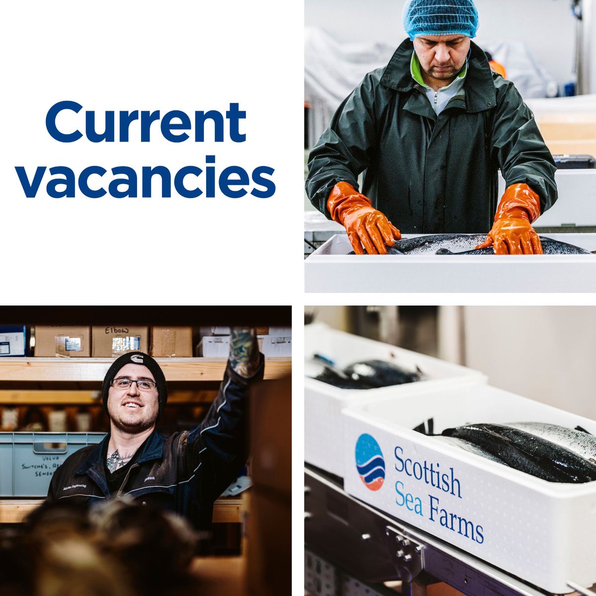JOBS ROUND-UP | Looking for a summer job? Or maybe you want to take the next step in your career? Check out this week’s #jobsroundup: MARINE ELECTRICIAN Shetland PROCESSING OPERATIVES Shetland or Argyll - part-time, full-time and summer positions More > bit.ly/3PhpXIo
