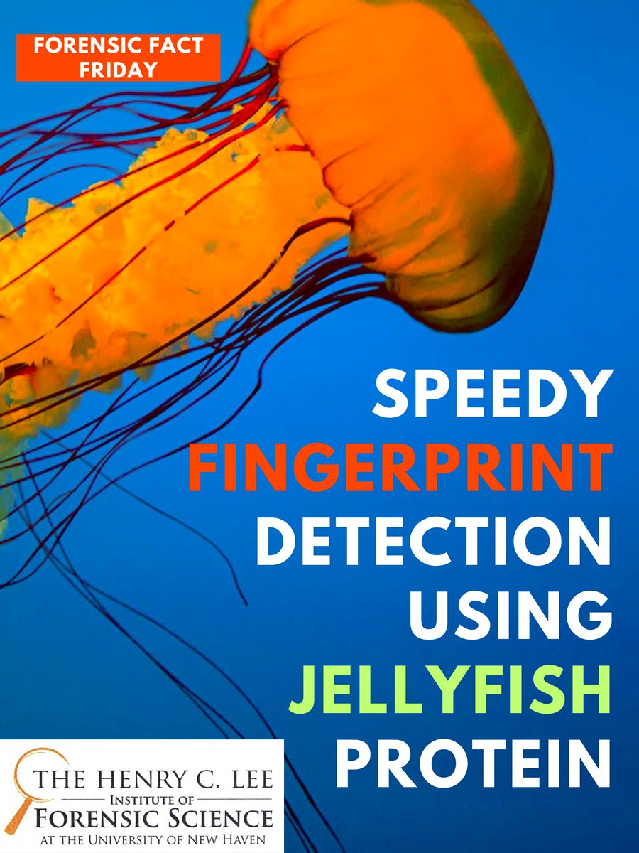LeeForensicInst's tweet image. 🪼Researchers have developed a spray that can find fingerprints in seconds! This spray glows using proteins that are found in some jellyfish. Who knew jellyfish could be used for this!
🔍 Read more here: theguardian.com/science/2024/m…
#fingerprints #forensics #forensicscience #jellyfish