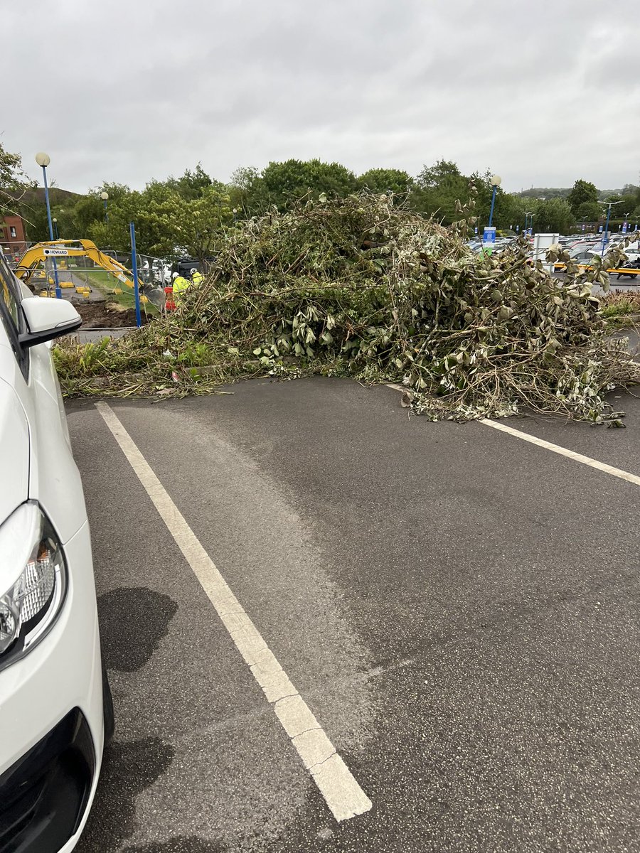Is there a reason why Scarborough hospital have uprooted and destroyed these plants/hedge during nesting season? Any scarborians know anything about it?