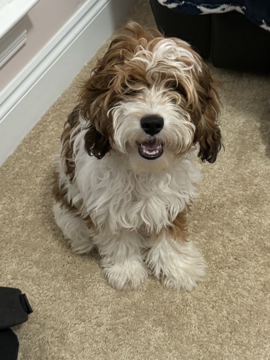 cargonauts tweet media