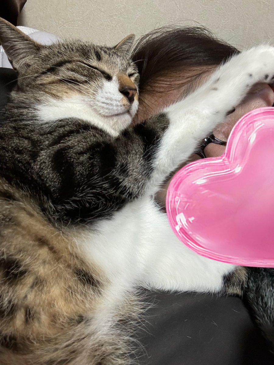 椎名 桃@しーももは緑推し tweet media