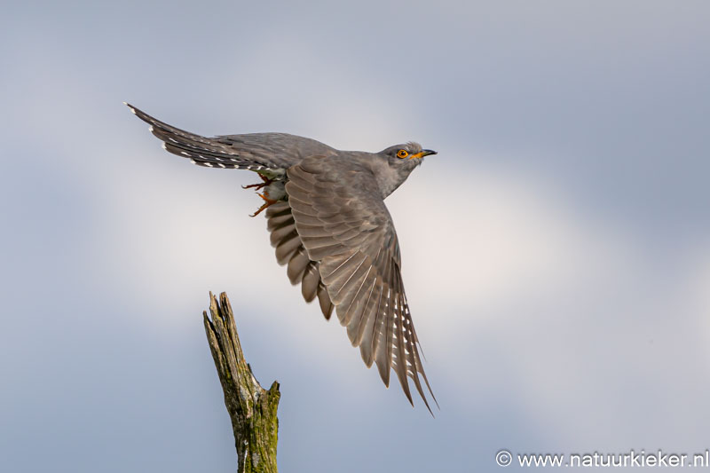 natuurkieker Coby tweet media