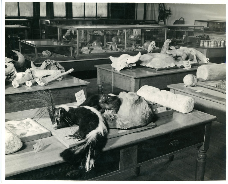 Today for #FlashbackFriday we look into the archives of our public Historic Image Database (oldmillmuseum.org/historic-image…) and specifically pictures of the Bethany College Museum, which was open 1882-1966.
At the time of its closure in the '60s, the natural history, geology, and...
