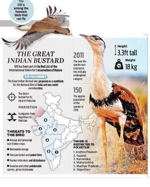 Great Indian Bustard : 

○ IUCN: Critically Endangered