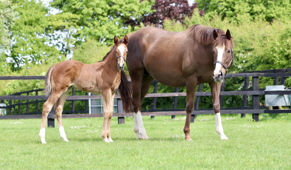 Havana Grey filly 💕🏇🏿