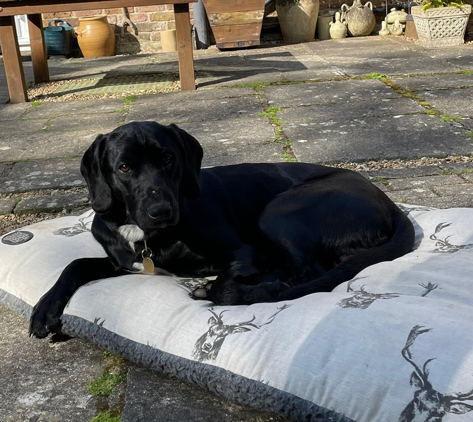 URGENT, please retweet to help Scamp find a FOSTER OR FOREVER home #SUSSEX #UK 
AVAILABLE FOR ADOPTION, REGISTERED BRITISH CHARITY
Scamp is a delightful young dog - probably a Lab x Spaniel (under a yr old). His foster dad has been taken seriously ill with a life threatening