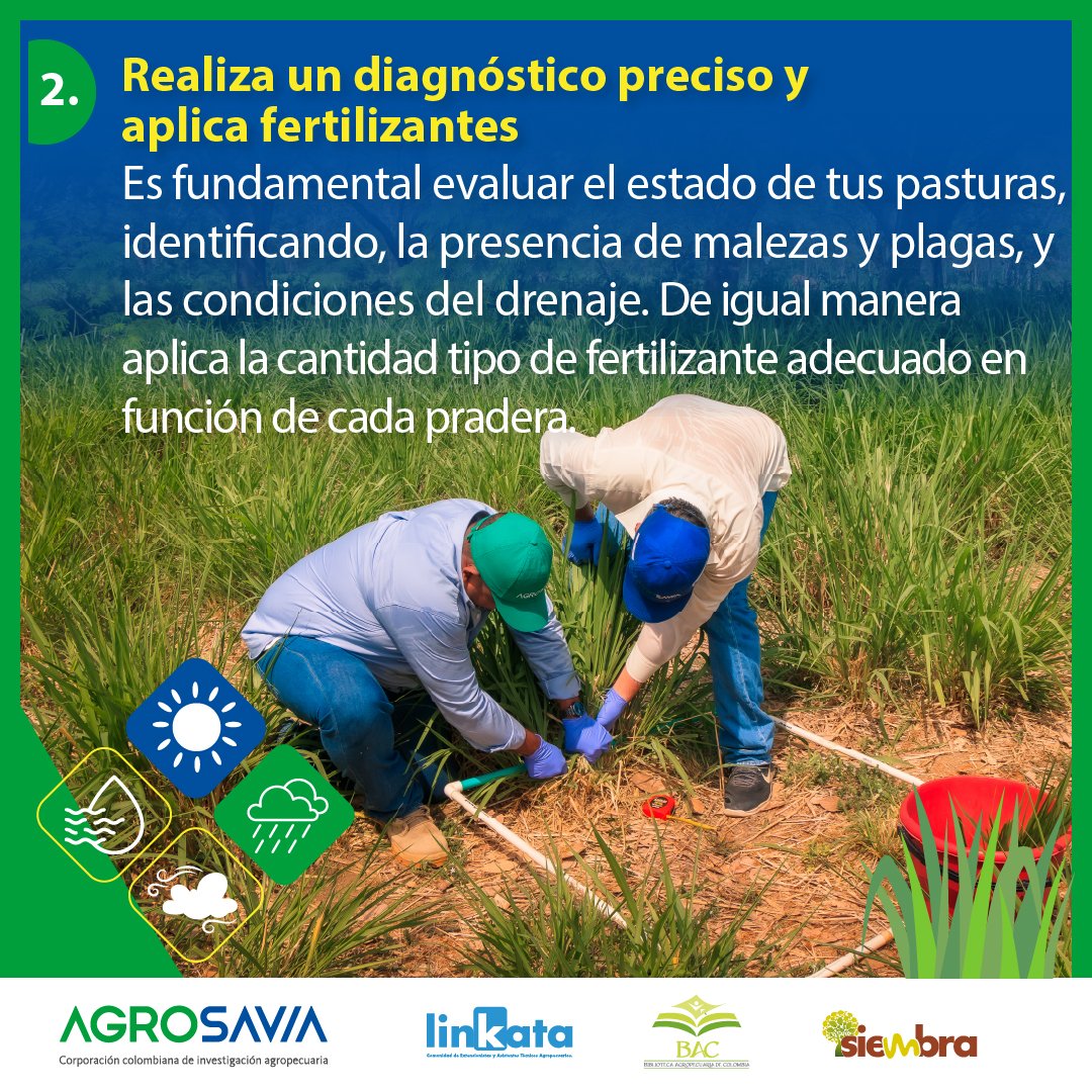 '¡Extensionistas y productores! 🤩🚜
Consejos clave para el manejo de pasturas 🌿 en época de lluvias 🌦️:
1⃣ Diagnóstico preciso 🧬 2⃣ Fertilización estratégica 🌾 3⃣ Control de malezas 🌱 4⃣ Buen drenaje 💧 5⃣ Pastoreo rotacional 🔄
¡Maximiza el potencial de tus pasturas!