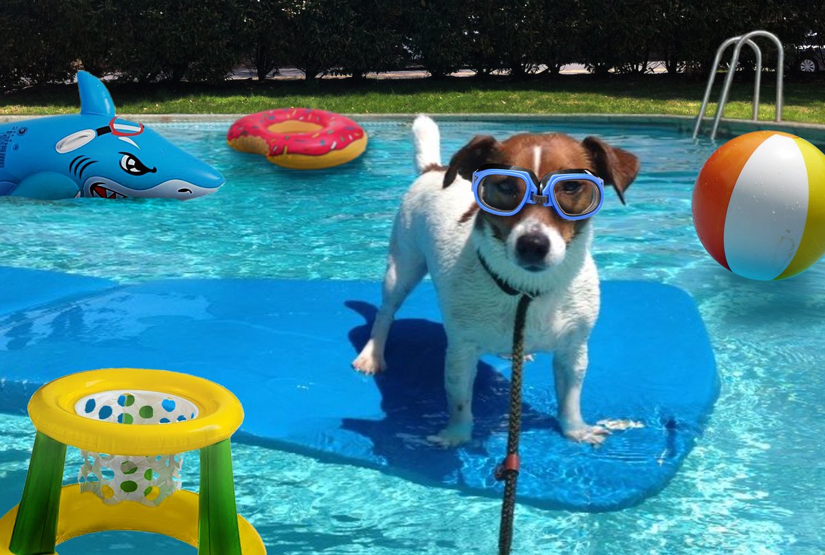 Temperatures are rising just about everywhere, and pets can have trouble beating the heat. Read this blog to learn more about how to keep your pet safe from the hot weather. #petwellness #summer #hotweather

bit.ly/3ViE0U5