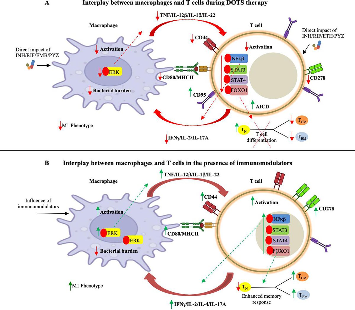 New findings reveal DOTS therapy used in TB eradication weakens immune responses, hindering long-term immunity against recurrence and underscoring the need for integrating immunomodulators in TB treatment. <a href="/DrVed23/">Dr. Ved Prakash Dwivedi</a> <a href="/AshimaBhaskar/">Ashima Bhaskar</a> <a href="/ishapahuja61368/">Isha Pahuja</a> <a href="/ICGEB/">ICGEB Official</a> journals.asm.org/doi/10.1128/sp…