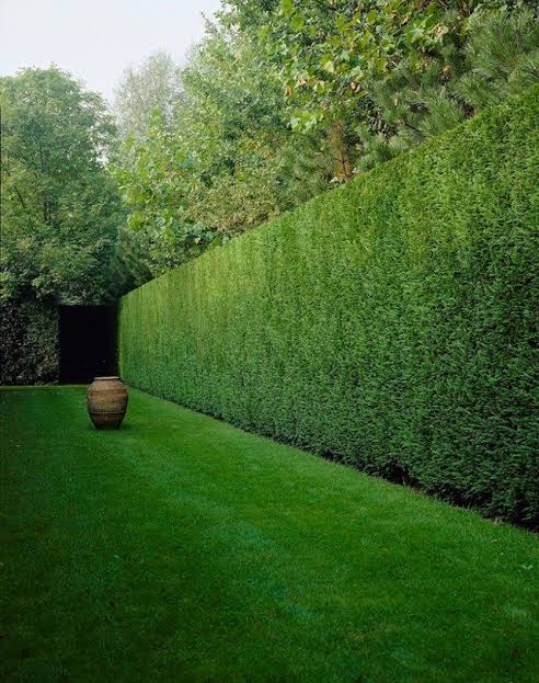 Guys, I once posted about Leylandii Hedge(a type of fence).

This is a specie of Cypress well trimmed.

You can achieve this by planting lemon cone Cypress 90cm to 1M apart.

Check the video beneath this tweet.