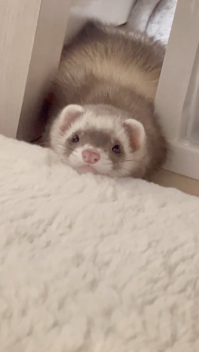 🥺 #フェレット #ferret