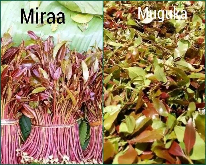 Do You Know The Difference Between
Miraa & Muguka ???Miraa is a Green Gold From Meru (Nyambene Region)Muguka is Green leaves From Embu (Mbeere)Miraa is Expensive and highly perishable transported by Aeroplanes and flying Helix vehicles known worldwide UNLIKE 1/2