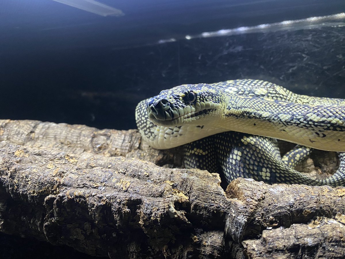 habaero946's tweet photo. ダイヤモンドパイソン
#ダイヤモンドパイソン
#カーペットパイソン
#ボールパイソン
#diamondpython 
#グリーンパイソン
#イエローアナコンダ
#キミカブラック
#アンゴラパイソン
#greentreepython
#エメラルドツリーボア
#ズグロパイソン
#ブラジルレインボーボア https://t.co/0mqfdbJR0F